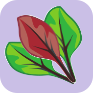 Cultivares cujas folhas podem ser consumidas quando jovens. Uniformes, bonitas e saborosas desde a primeira fase do cultivo.